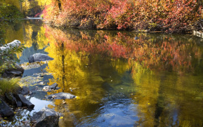 Is my Local Stream a Healthy Habitat?