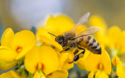 What can we do in our community to preserve honey bee populations?