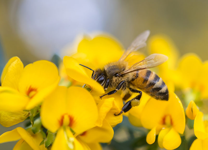 What can we do in our community to preserve honey bee populations?