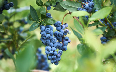 Why Won’t Our Blueberries Grow?