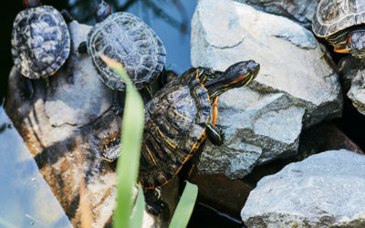 Save our Turtles!