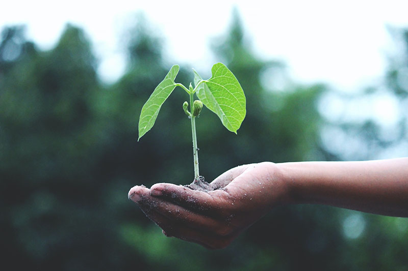 Observing Plant Growth with Micro:bits